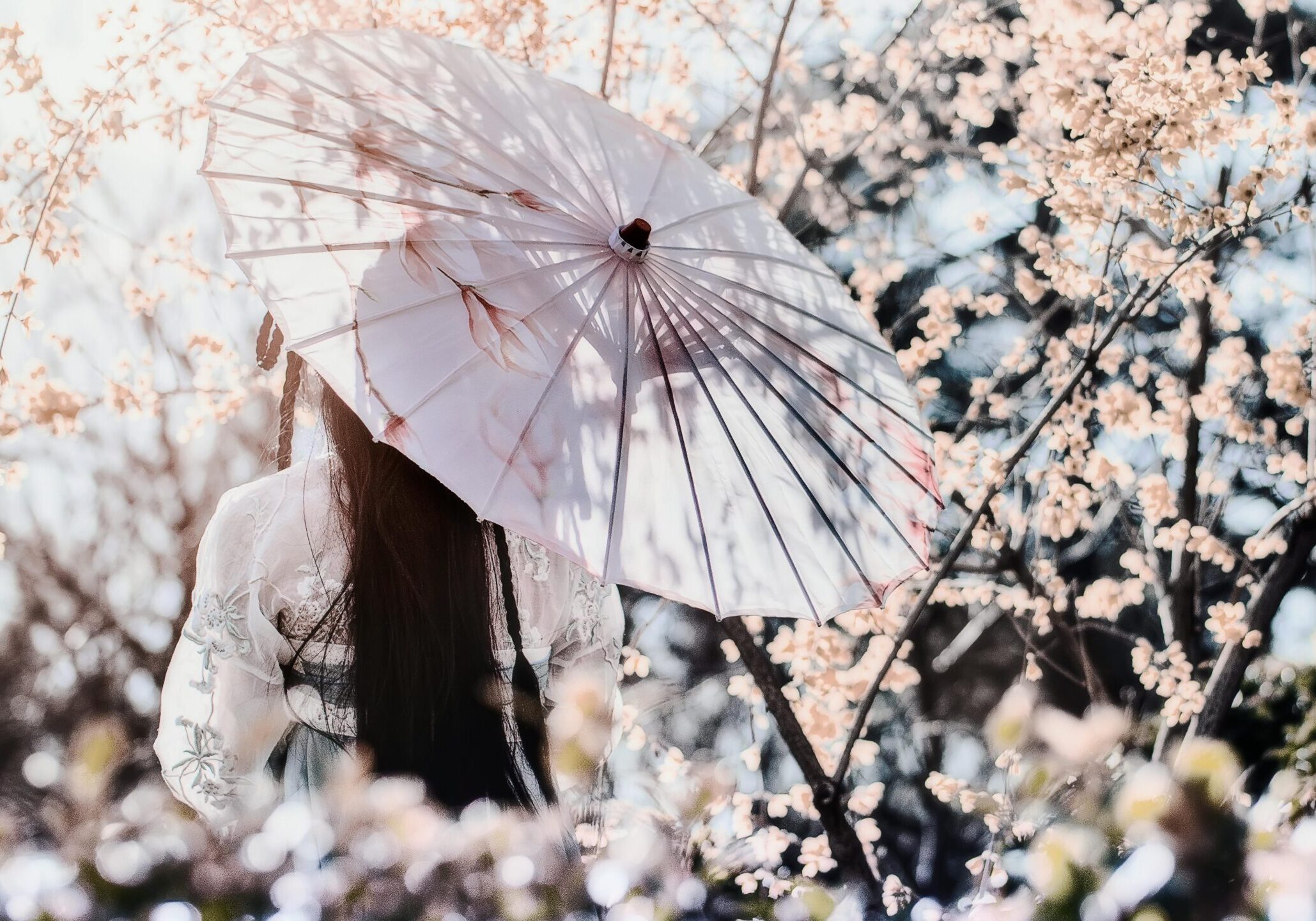 cover image for cherry blossom in china