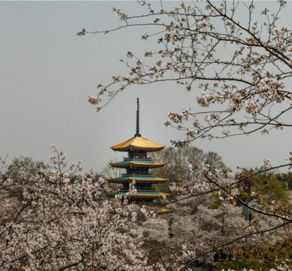 east lake cherry blossom park in wuhan