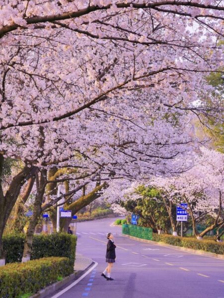 wuhan university, cherry blossom china