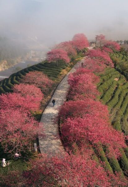 yongfu cherry blossom garden in zhangping