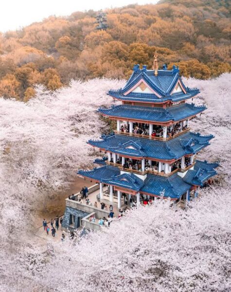 yuantouzhu in wuxi, cherry blossom china