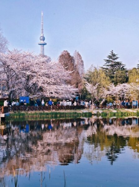 zhongshan park in qingdao, cherry blossom china
